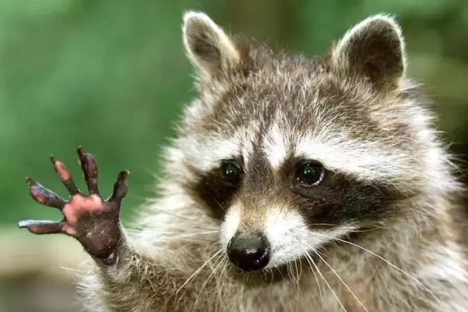 Sie sind putzig, schlau, geschickt und fressen alles, auch geschützte Tiere: Waschbären. Weil sie sich sehr stark ausbreiten, we Sie sind putzig, schlau, geschickt und fressen alles, auch geschützte Tiere: Waschbären. Weil sie sich sehr stark ausbreiten, we