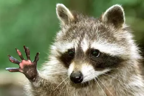 Sie sind putzig, schlau, geschickt und fressen alles, auch geschützte Tiere: Waschbären. Weil sie sich sehr stark ausbreiten, we