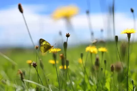 Mit einer Ausgleichsfläche soll der Natur etwas zurückgegeben werden, was ihr genommen wurde. 