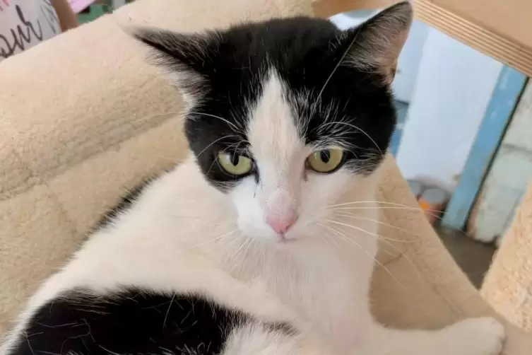 K&ouml;rperlich hat die Katze die unbequeme Fahrt gut &uuml;berstanden.