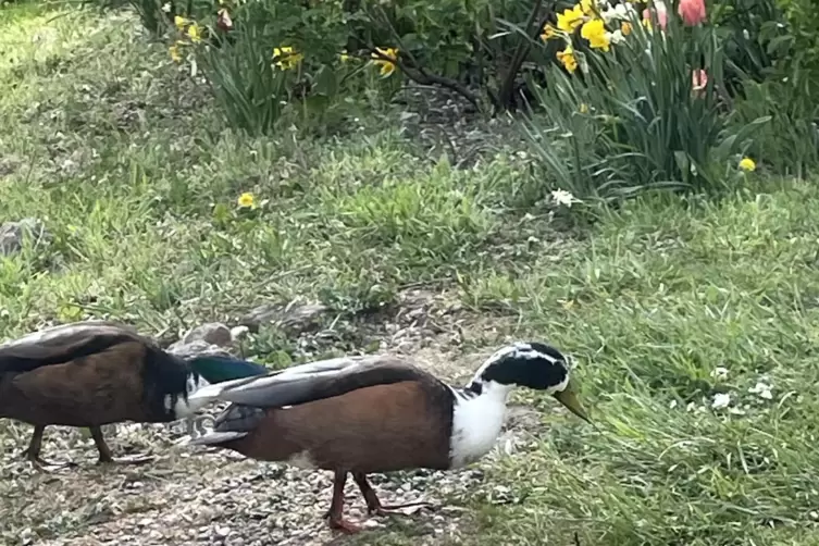 Gewatschel &uuml;ber Wege.