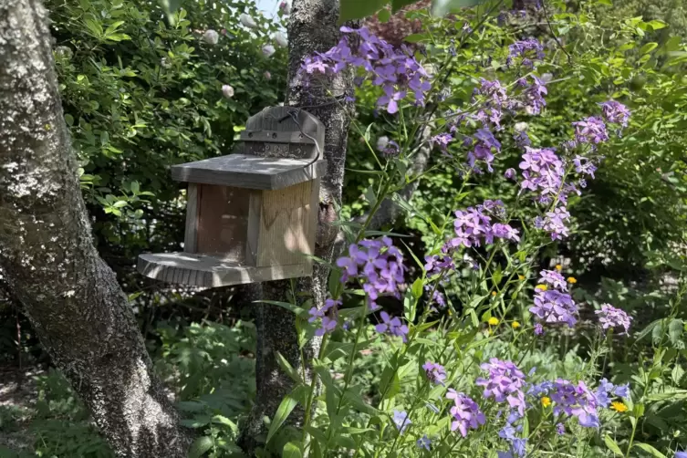Die Nistk&auml;sten im Garten in Schifferstadt locken viele heimische V&ouml;gel an.