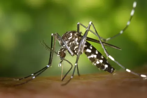 Kann mehr als 25 Viren übertragen: die Tigermücke. 