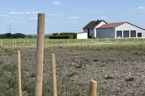 Auf diesem Grundstück am Ortsrand wird die neue Beindersheimer Kita gebaut.