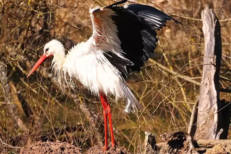 Dieser Storch hat gerade ein Erholungsbad gegen die Hitze zu sich genommen. 