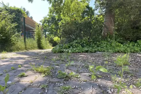 Das Areal wirkt ungepflegt. 