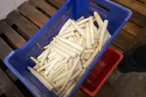 Frischer weißer Spargel vom Spargelhof beck. 