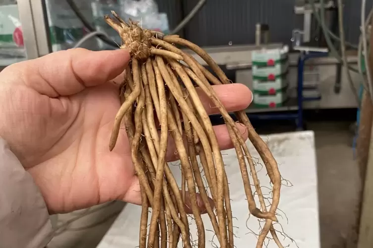 Die Jungpflanze des Spargels hei&szlig;t Rhizome. 
