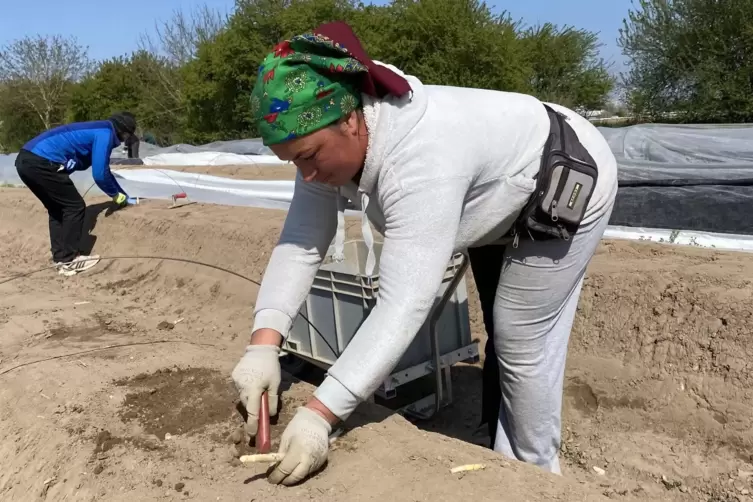 Bis zu 35 Saisonarbeiter helfen in der Hochphase im Betrieb mit. 