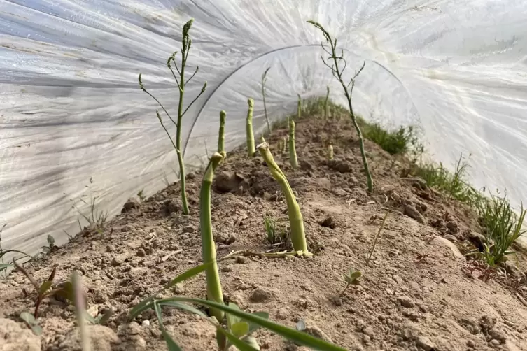 Gr&uuml;ner Spargel wird im Fr&uuml;hjahr unter einem Folientunnel aufgezogen. 