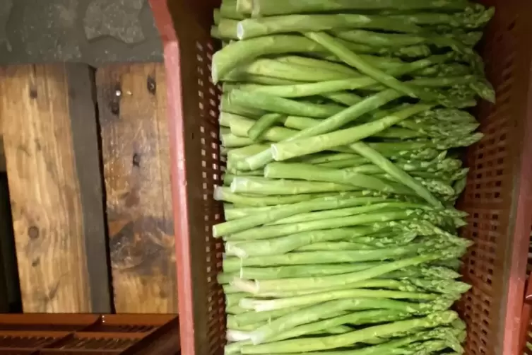 Gr&uuml;ner Spargel wird bei Familie Beck nur in marginalen Mengen angebaut. 