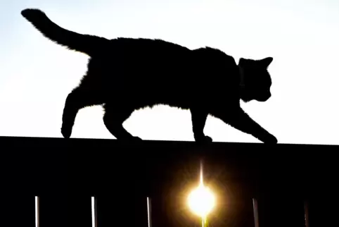 Katze auf Erkundungstour: Wenn das gefährlich endet, kann die Feuerwehr gefragt sein. 