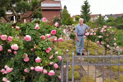 Zwischen seinen Rosen: Alois Nieser. 