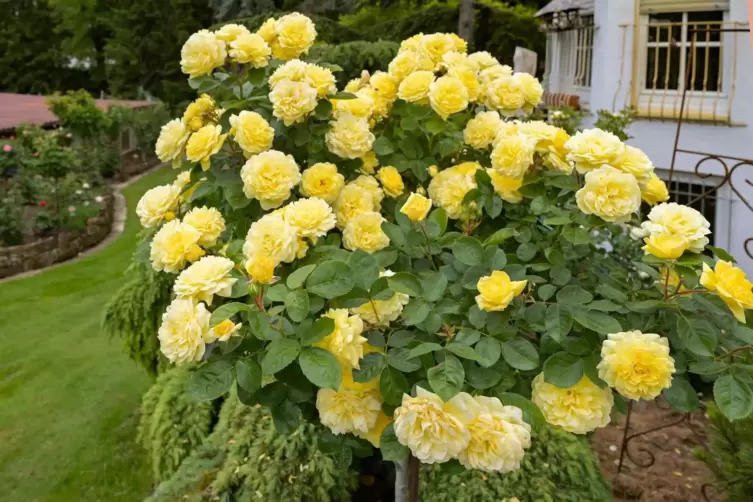 Steht in voller Bl&uuml;te: einer von Alois Niesers Lieblingsrosenst&ouml;cken. 