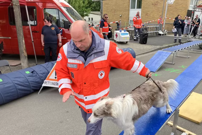 Rettungshund Krümel bei einer Vorführung.
