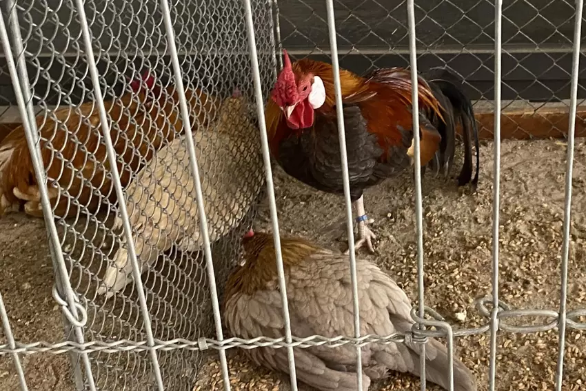 Auch Tierfreunde kommen auf ihre Kosten.