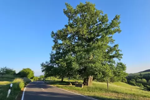 Wer von Steinbach nach Börsborn fährt, sieht die Muhleiche am rechten Straßenrand thronen. 