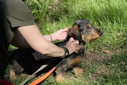 Rauhaardackel Franz soll eines Tages helfen, die afrikanische Schweinepest einzudämmen. 