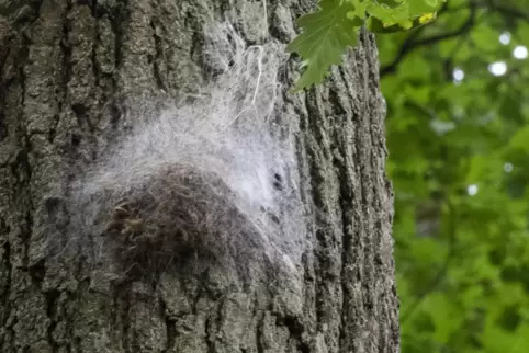 Auch nach der Verpuppung zum Schmetterling können noch giftige Haare in den Gespinstnestern zurückbleiben
