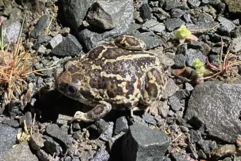 Dieses Exemplar der Knoblauchkröte hat sich in der Moorniederung bei Bruchmühlbach entdecken lassen. 