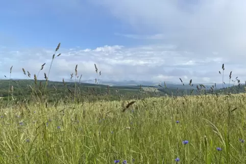 Wolken haben in den kommenden Tagen immer wieder Schauer und Gewitter im Gepäck. 