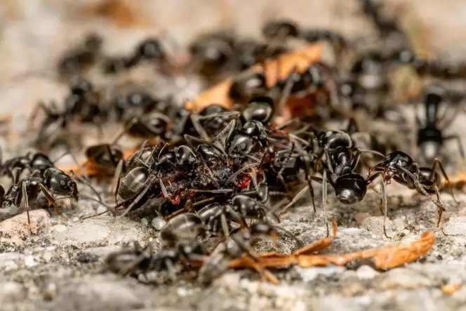 Ameisen der Art Tapinoma magnum breiten sich in Deutschland immer mehr aus.