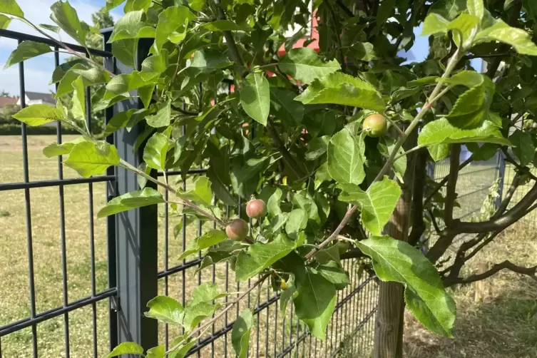 Im Schulgarten der IGS wachsen &Auml;pfel und Himbeeren, an denen sich Sch&uuml;ler bedienen d&uuml;rfen.