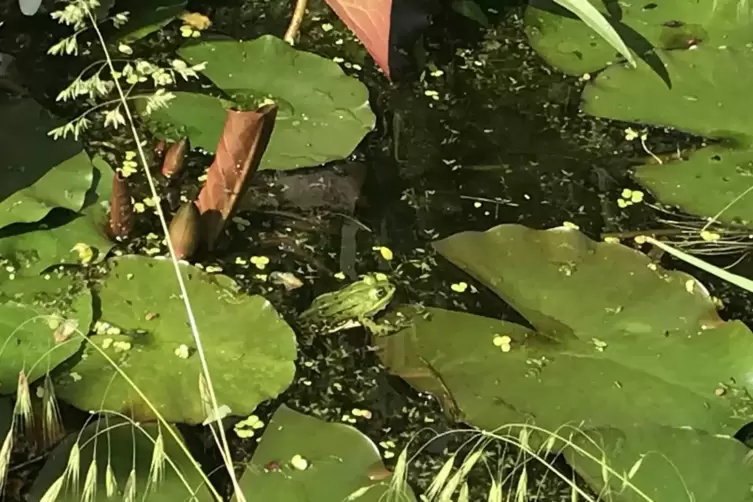 Auch Fr&ouml;sche f&uuml;hlen sich im Teich wohl.