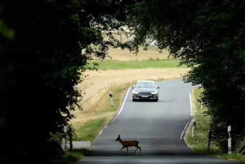 Rehe auf der Straße sind immer eine Unfallgefahr, warnt die Polizei. 