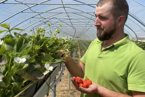 Einen Teil seiner Erdbeeren zieht Tim Ballreich mittlerweile in Stellagen heran.