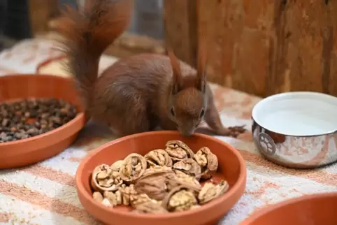 Geschwächte und kranke Eichhörnchen werden von den Retterinnen und Rettern aufgepäppelt. 