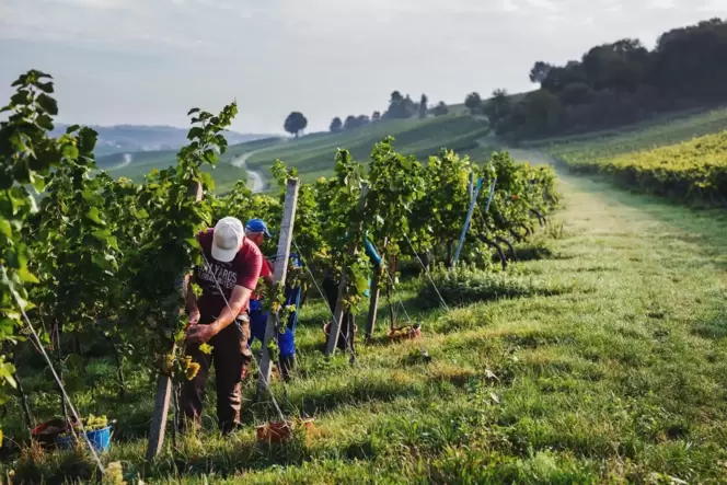Winzer bei der Arbeit in einem Weinberg