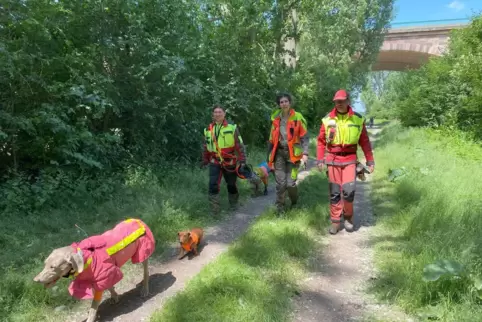 Spürhunde Arwen, Peterle und Goya (von vorne nach hinten) suchen den Wald nach Schweineleichen ab. 