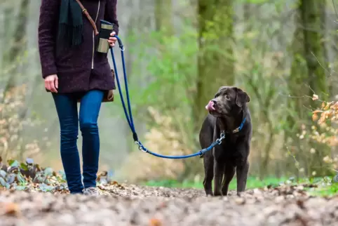 Auch im Wald und im Feld sollten Hunde angeleint sein, damit sie keine Rehe hetzen, finden die Jäger. 