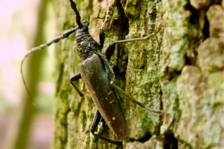 Seltener K&auml;fer, der Baumrinde sch&auml;digen kann: Heldbock.