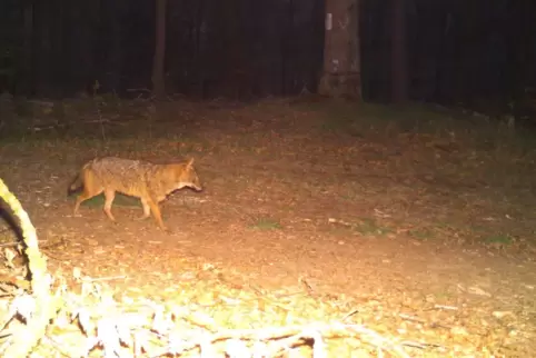 Dieser Goldschakal ist im Pfälzerwald in eine Fotofalle getappt.