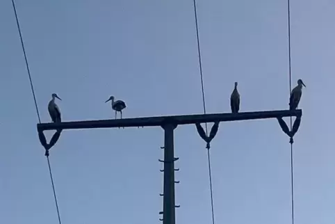 Auch die Störche können sich im Lauf der neuen Woche wieder sonnen.
