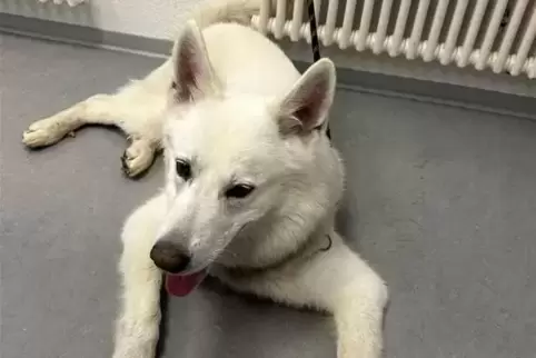 pol-pdld-freilaufender-hund-aufgefunden-eigent-mer-gesucht