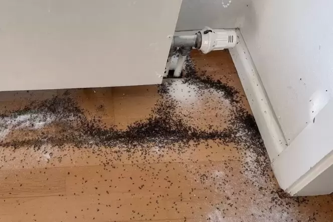 Zugang zum Haus: Blick in das Wohnzimmer einer Landauerin, die seit Jahren gegen die Ameisen kämpft.