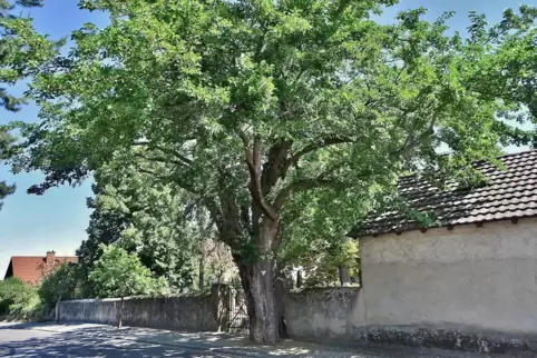 Aus kurfürstlichen Zeiten erhalten blieb dieser Weiße Maulbeerbaum in Wachenheim.