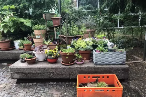 Neben Nutzpflanzen wachsen im Mitmachgarten der Matthäuskirche in unzähligen Töpfen bunte Blümchen aller Art.