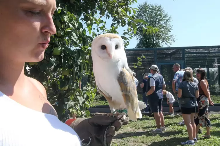 Alles im Blick: Falknerei-Mitarbeiterin Theresa Kolusniewski mit Schleiereule Olaf.