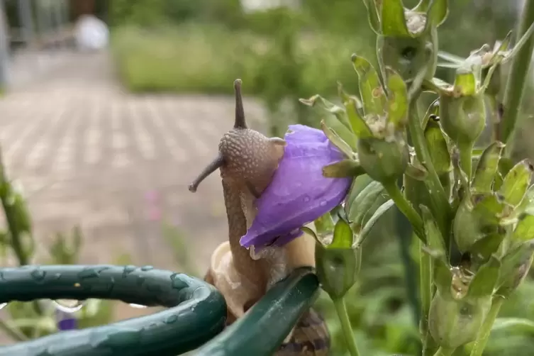 Schnecken finden im naturnahen Garten immer etwas zum Fressen. 