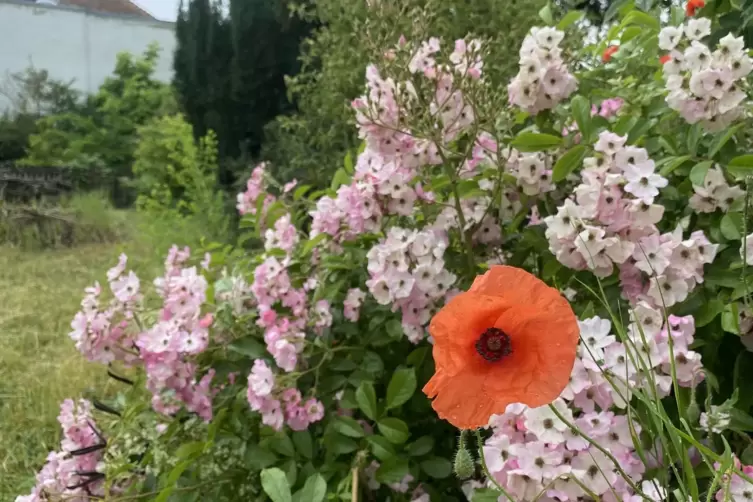 Bl&uuml;hende Farbtupfer gibt es fast das ganze Jahr. 