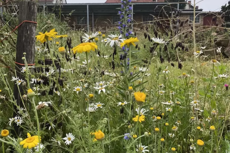 Von Bienen umschw&auml;rmt sind die vielen wilden Kr&auml;uter und Blumen. 