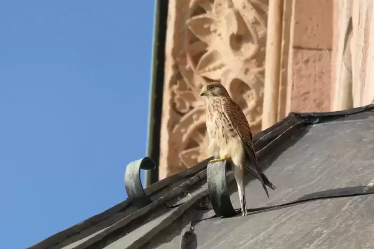 Hab Acht: Turmfalke auf dem Speyerer Dom.