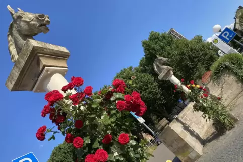 Ja, Zweibrücken ist die Stadt der Rosen und Rosse. Ja, Zweibrücken ist die Stadt der Rosen und Rosse.
