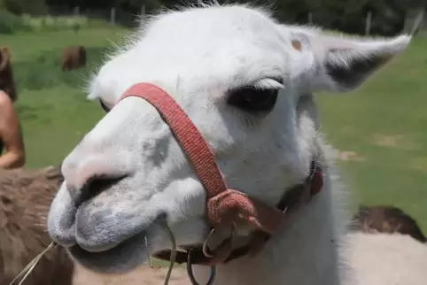 Süß oder? Kinder können am Lama-Tag alles über die Tiere und ihre Pflege lernen. 