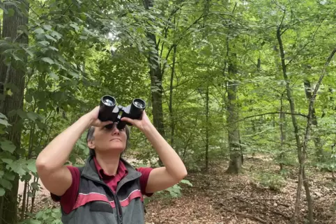 Kinga Janosi von Landesforsten schaut sich die Krone einer Buche im Lennebergwald an. 