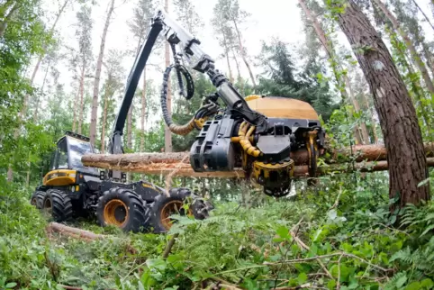 Harvester: Im Speyerer Stadtwald nicht mehr erwünscht, wenn es nach einem Konzept geht, das fünf Fraktionen entworfen haben. 
